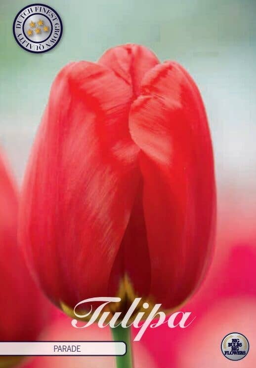 Zaadbom – Großhandel Pflanzen – 3 Tulpenzwiebeln im Beutel1