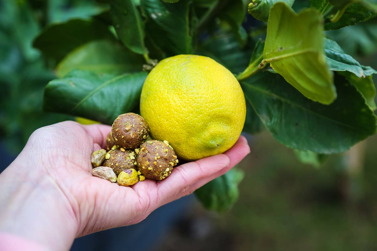 The Protein Ball Co - Wholesale Snack Bar - LEMON & PISTACHIO -  Plant-Based - Protein Balls 10 x 45g4
