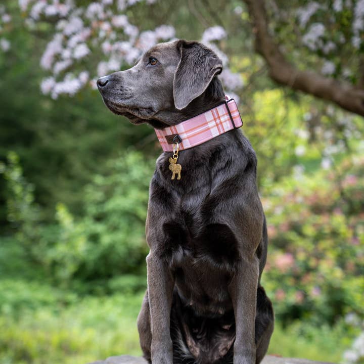 The aDoraBle Pooch Company - Wholesale Pet collar – Dog - Heritage Martingale Collar - Strawberry Cottage7