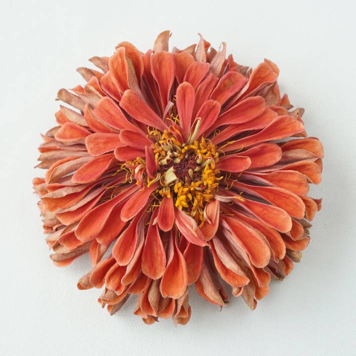 Zinnia-Salmão: liofilizado por atacado de Fence Post Florals