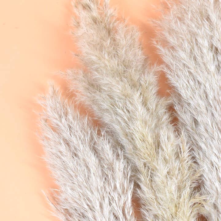 Dutch Flower Studio - Wholesale Dried/Pressed Flowers - Dried Flowers - Pampas Natural 70-100 cm2