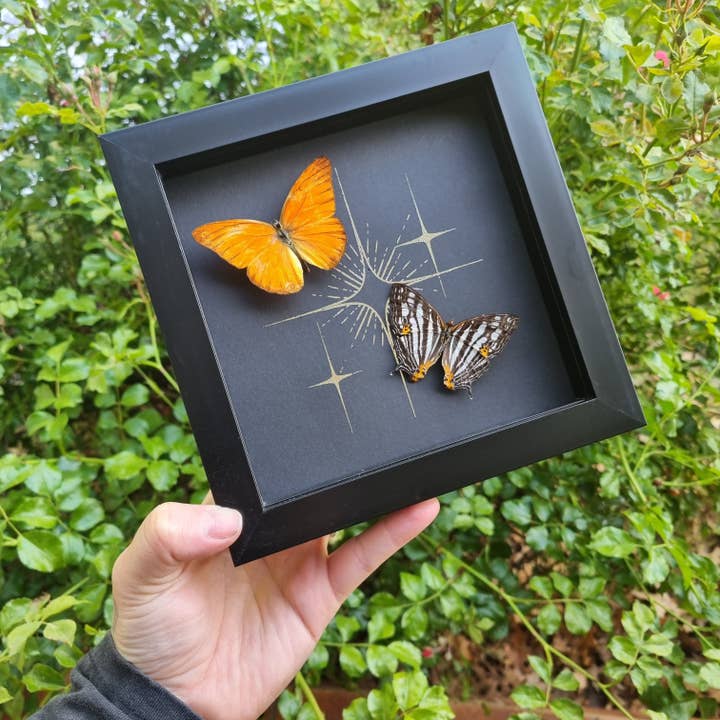 Cyrestis Maenalis & Appias Nero | Duo Frame for wholesale by Mellows Delightful Oddities