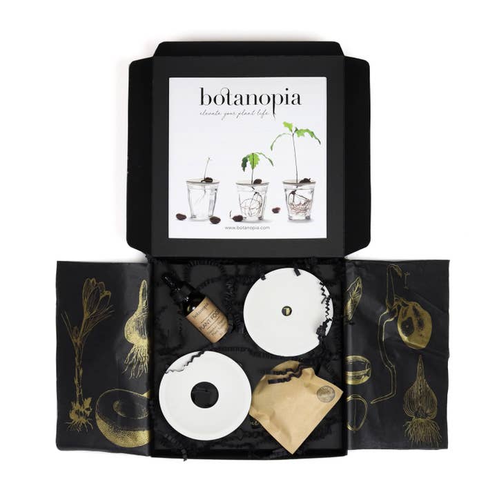 Botanopia - gifts , decor and cards for plant lovers - Wholesale Plant Seeds - Deluxe Gift Box – Germination & Propagation in water13