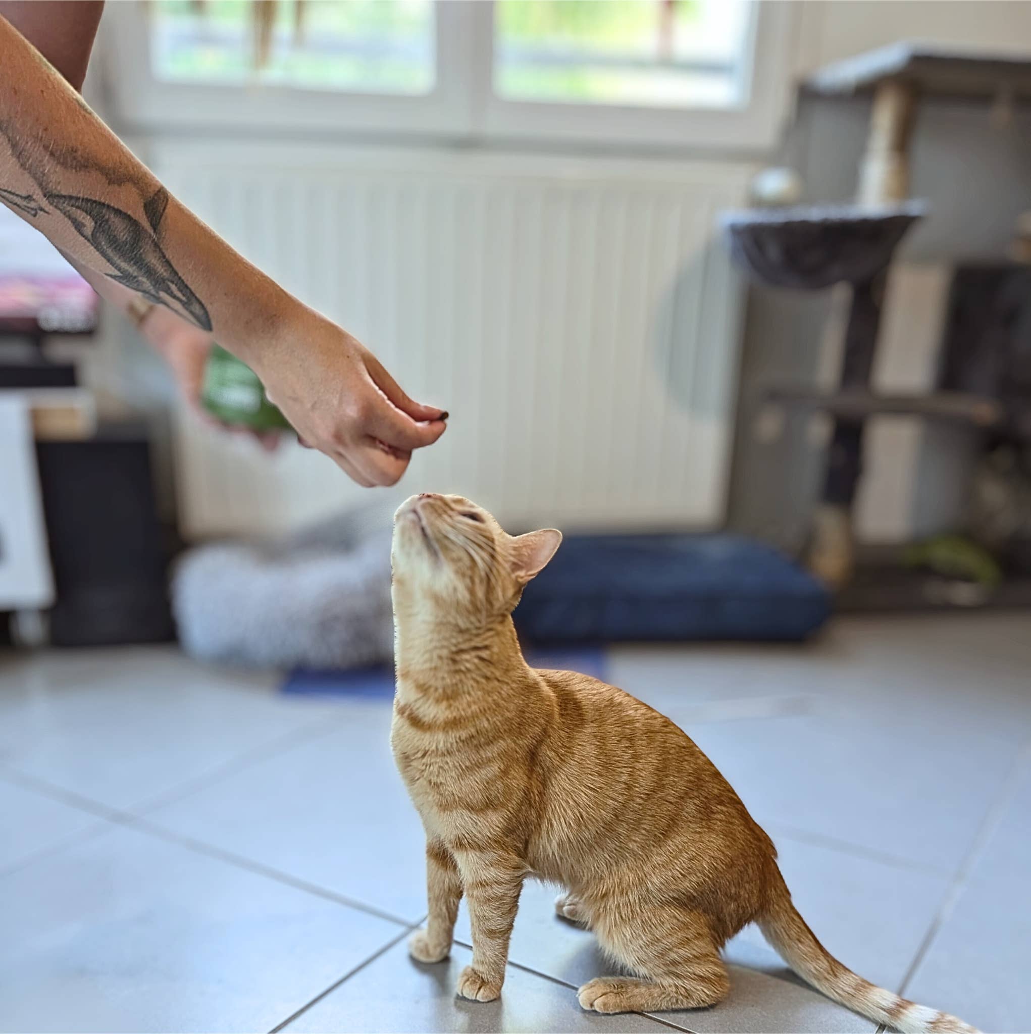 Treatsy - Vendita all'ingrosso Integratore per animali domestici - Gatti - Integratore probiotico per gatti | Consigliato dai veterinari | Pesce e pollo10