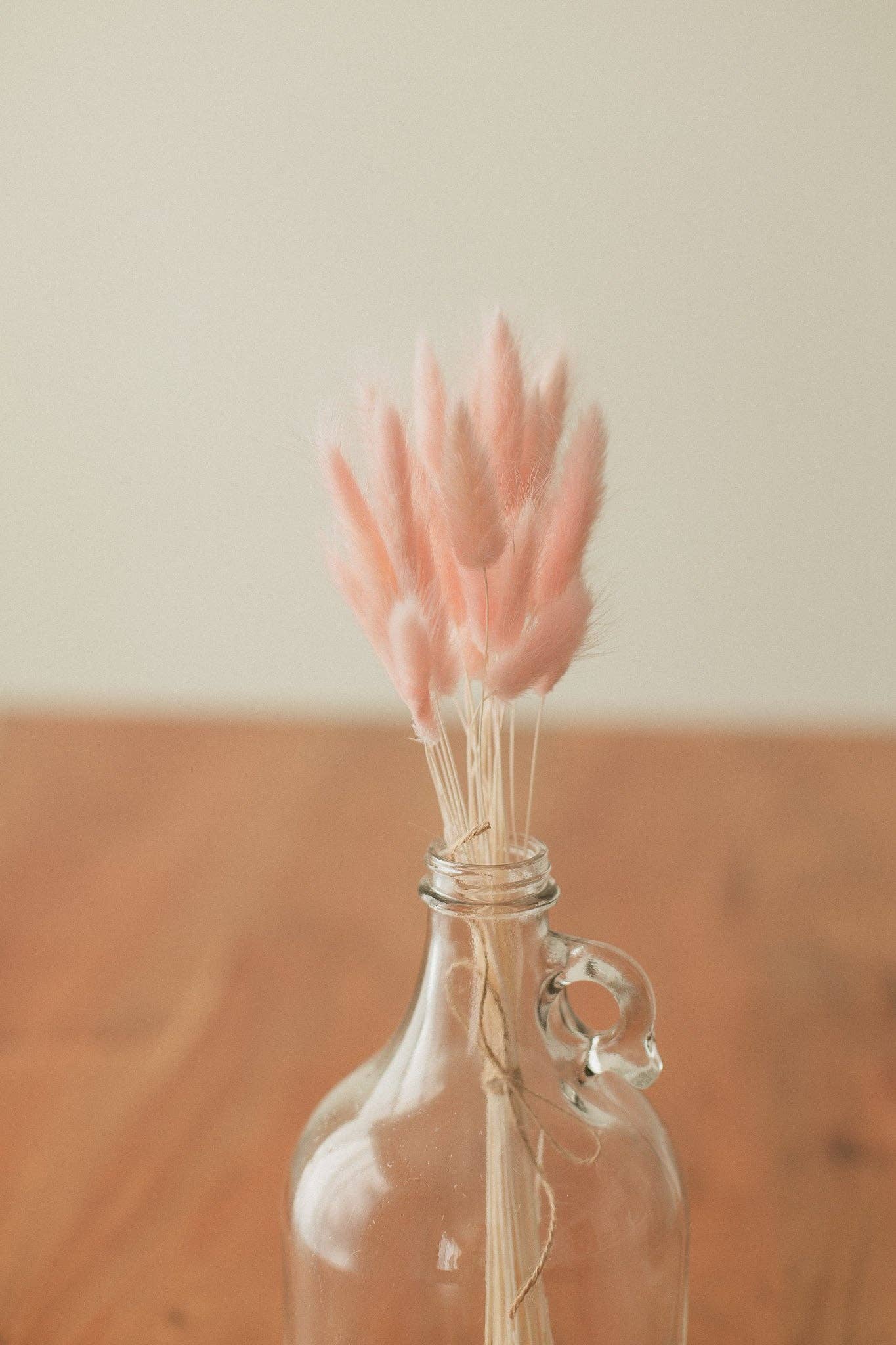 Eucalypt Co. - Venta al por mayor Flores secas/prensadas - Colas de conejo preservadas9