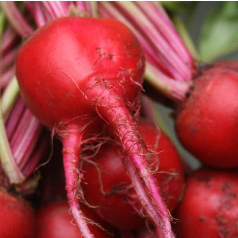 Sow True Seed - Wholesale Plant Seeds - Beet Seeds - Chioggia2