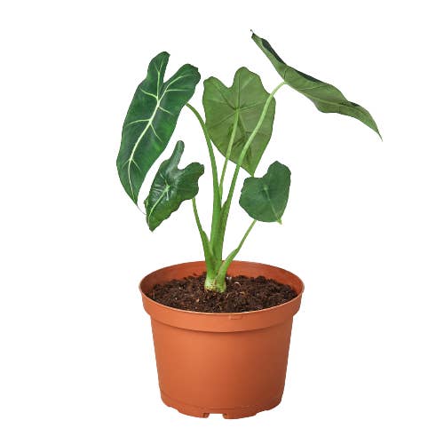 House Plant Wholesale - Wholesale Live Plant - ALOCASIA FRYDEK 6-inch