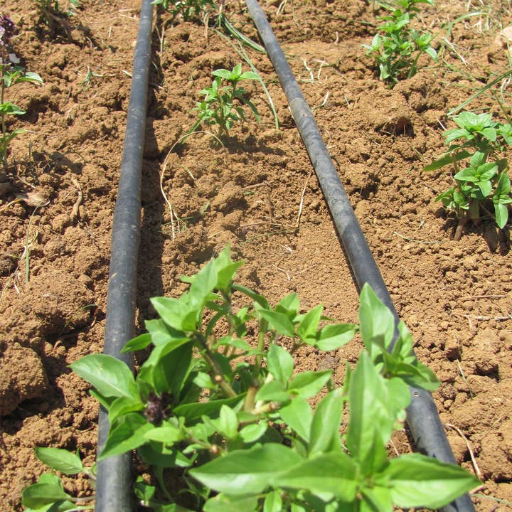 Ervas da Zoé - Wholesale Health/Detox Tea - 53. Herbal Tea “Basil Cinnamon” Bio 12 Individual Saq2