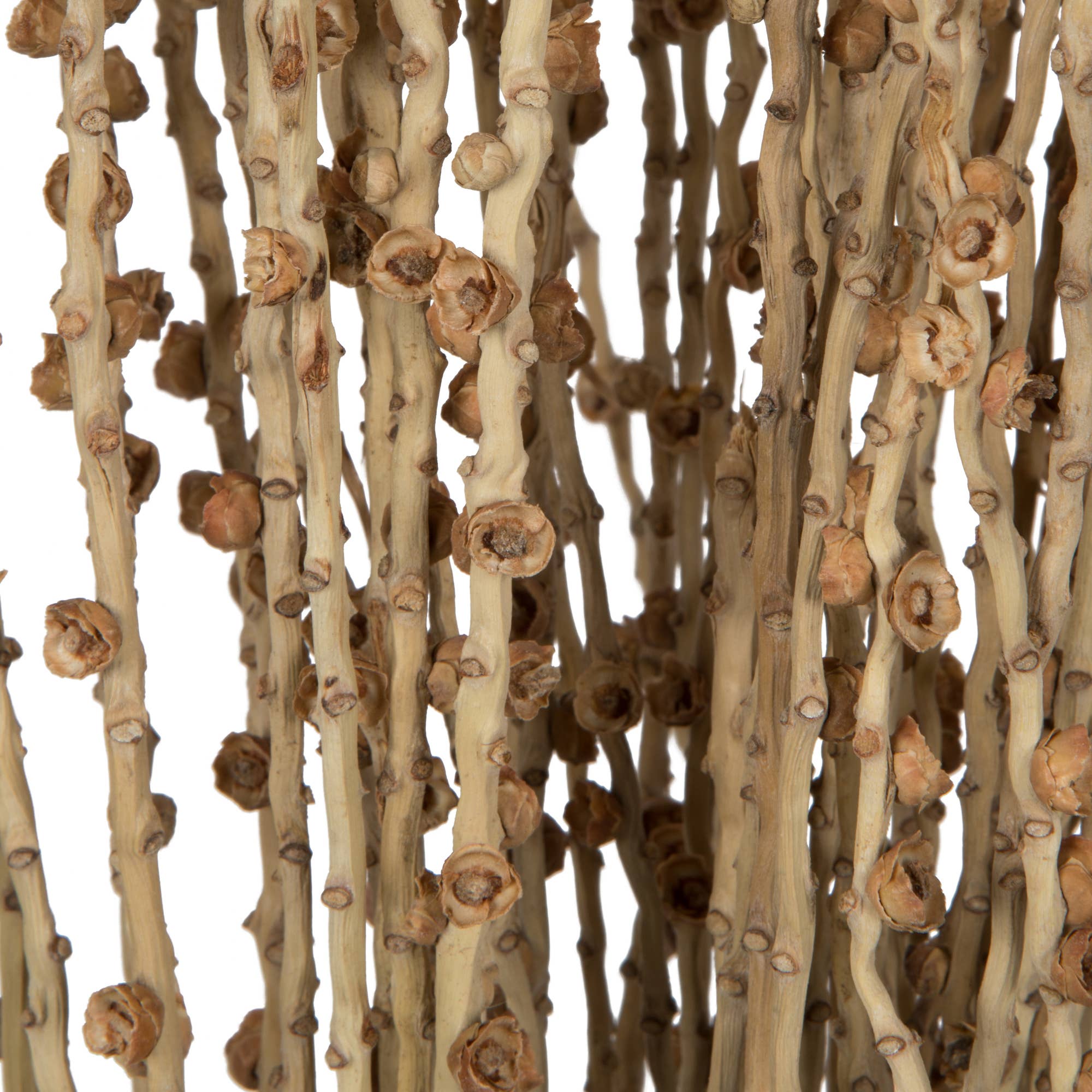 Vickerman 36-38" Natural Deglet Nour Branch Bundle for wholesale on Faire3