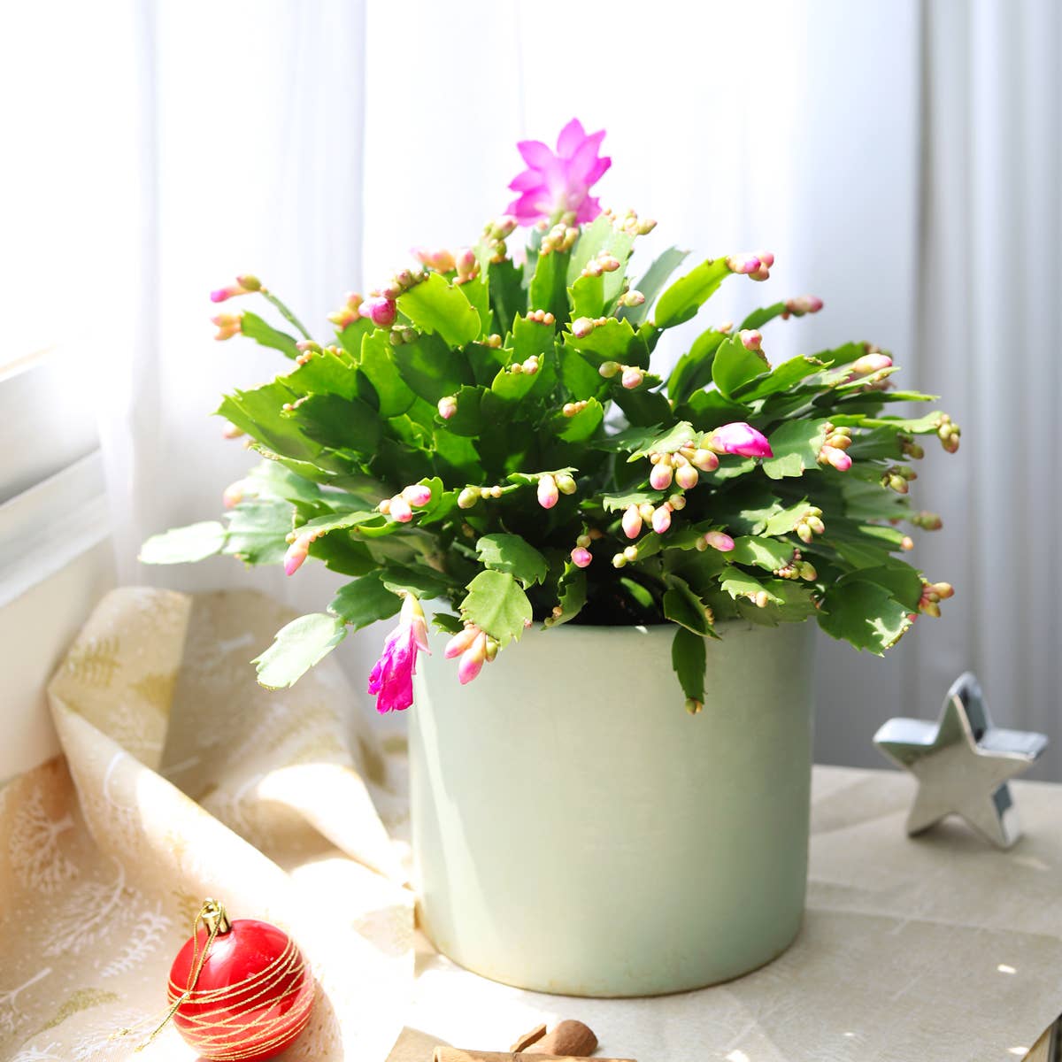 Best Plant Friend - Wholesale Succulent - Christmas Cactus Thanksgiving Cactus -  Succulents 2/4/6in15