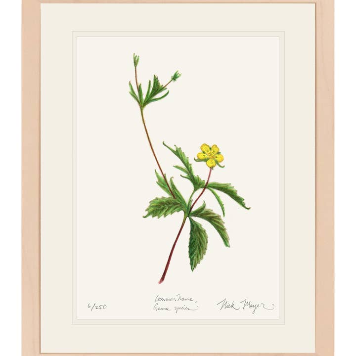 Wild Strawberry Limited Edition Print for wholesale by Nick Mayer Art
