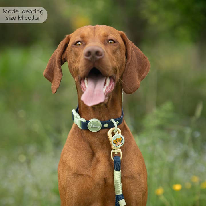 Pawsome Paws - Wholesale Pet Collar - Dog - Disney© Waterproof Collar - Simba3