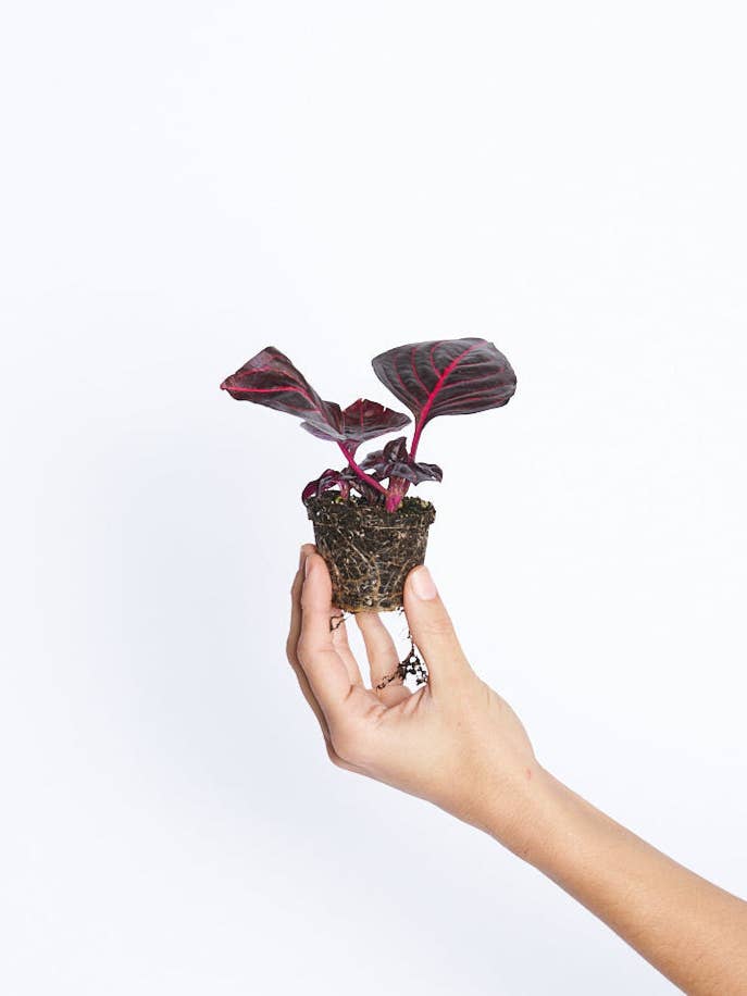 Iresine Blodblad för wholesale av Miniplanta