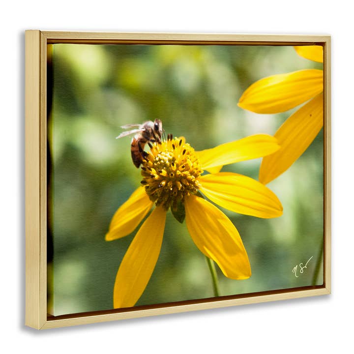 Stupell Industries - Wholesale Wall sign - Bee on Daisy Photography - Framed Wall Art16