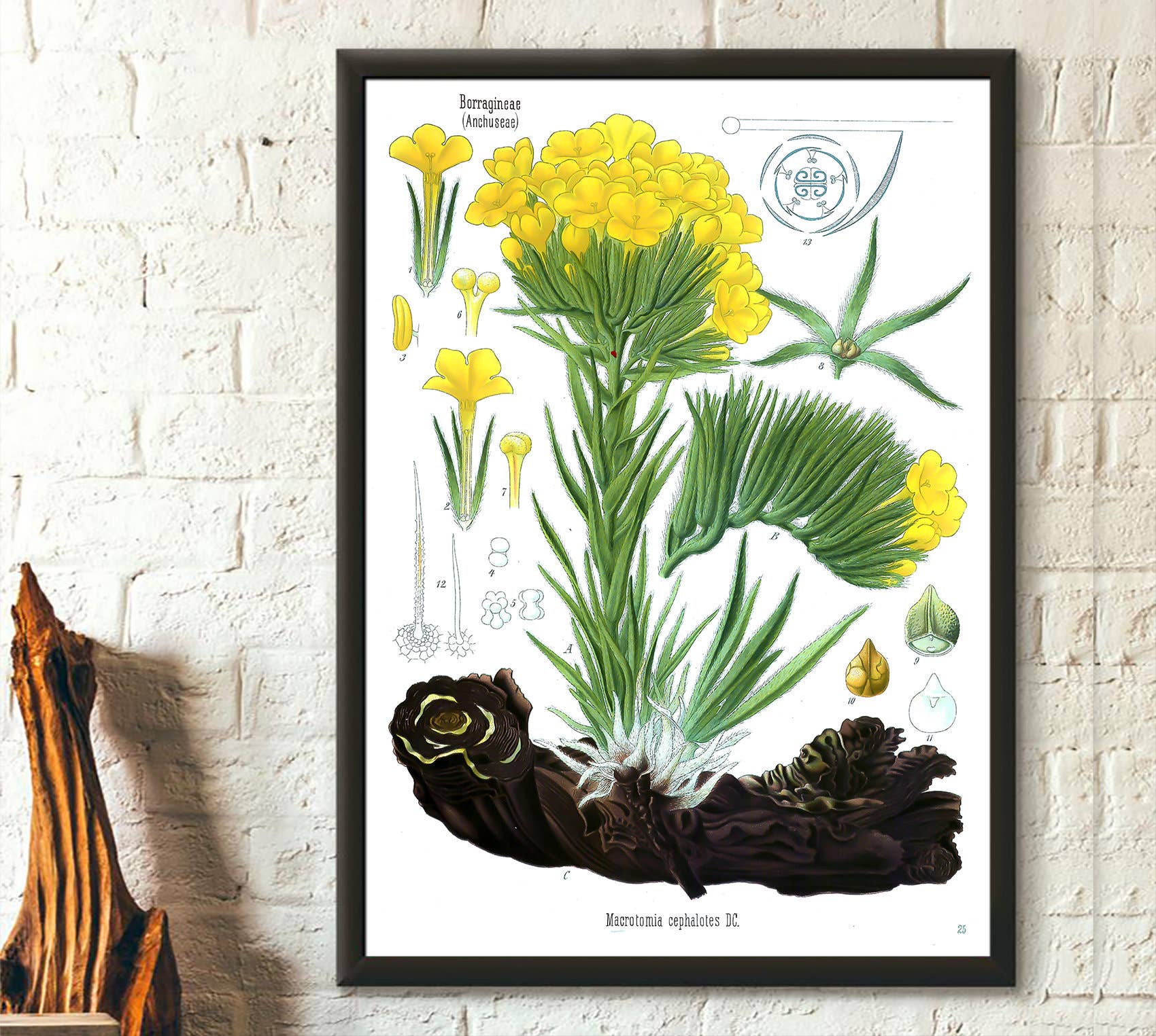 Vintage Wall Graphics - Wholesale Poster - Vintage Anchusa Botanical Print Floral Garden Decor0