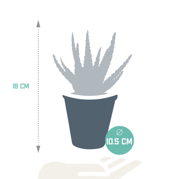 Oasis of Life – wholesale Succulent – Succulent Aloe Zebrina Dannyz – Houseplant Ø10.5cm – Star-shaped leaves with orange accents – Easy care & decorative – Direct from the grower1