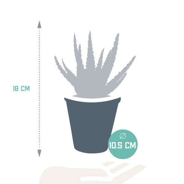 Oasis of Life – wholesale Succulent – Succulent Aloe Zebrina Dannyz – Houseplant Ø10.5cm – Star-shaped leaves with orange accents – Easy care & decorative – Direct from the grower1