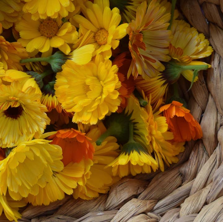 Little Lavender Farm - Wholesale Solid Lotion - Lavender and Calendula Salve2