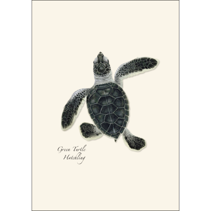Earth Sky + Water - Wholesale Stationery/Notecard Set - Sea Turtle Hatchling Assortment2