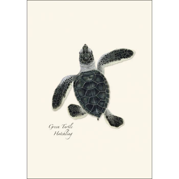 Earth Sky + Water - Wholesale Stationery/Notecard Set - Sea Turtle Hatchling Assortment2