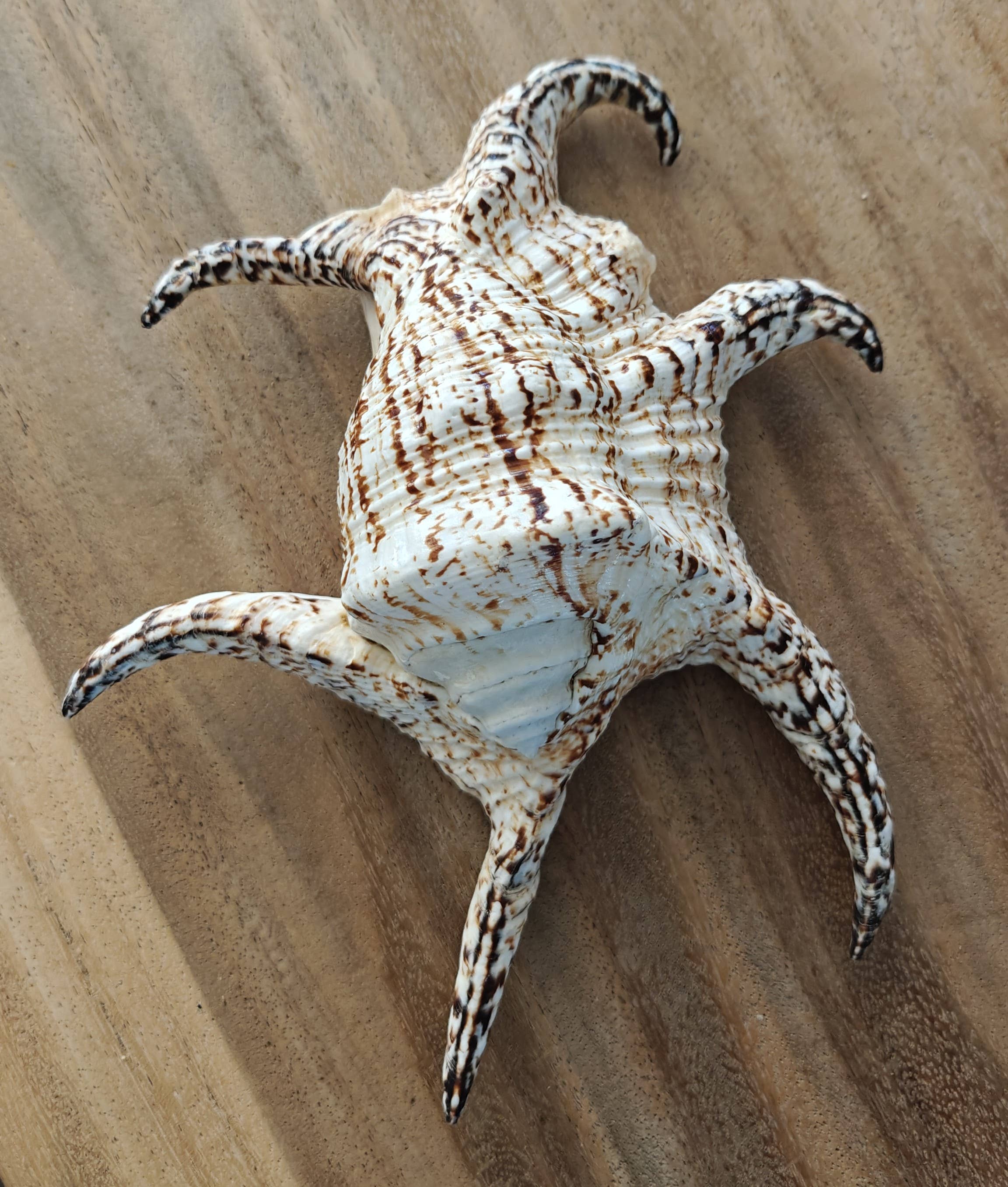 Product Import Holland - Wholesale Decorative Tabletop Object - Kempang - shell - decoration - coast - beach - unique - ocean2