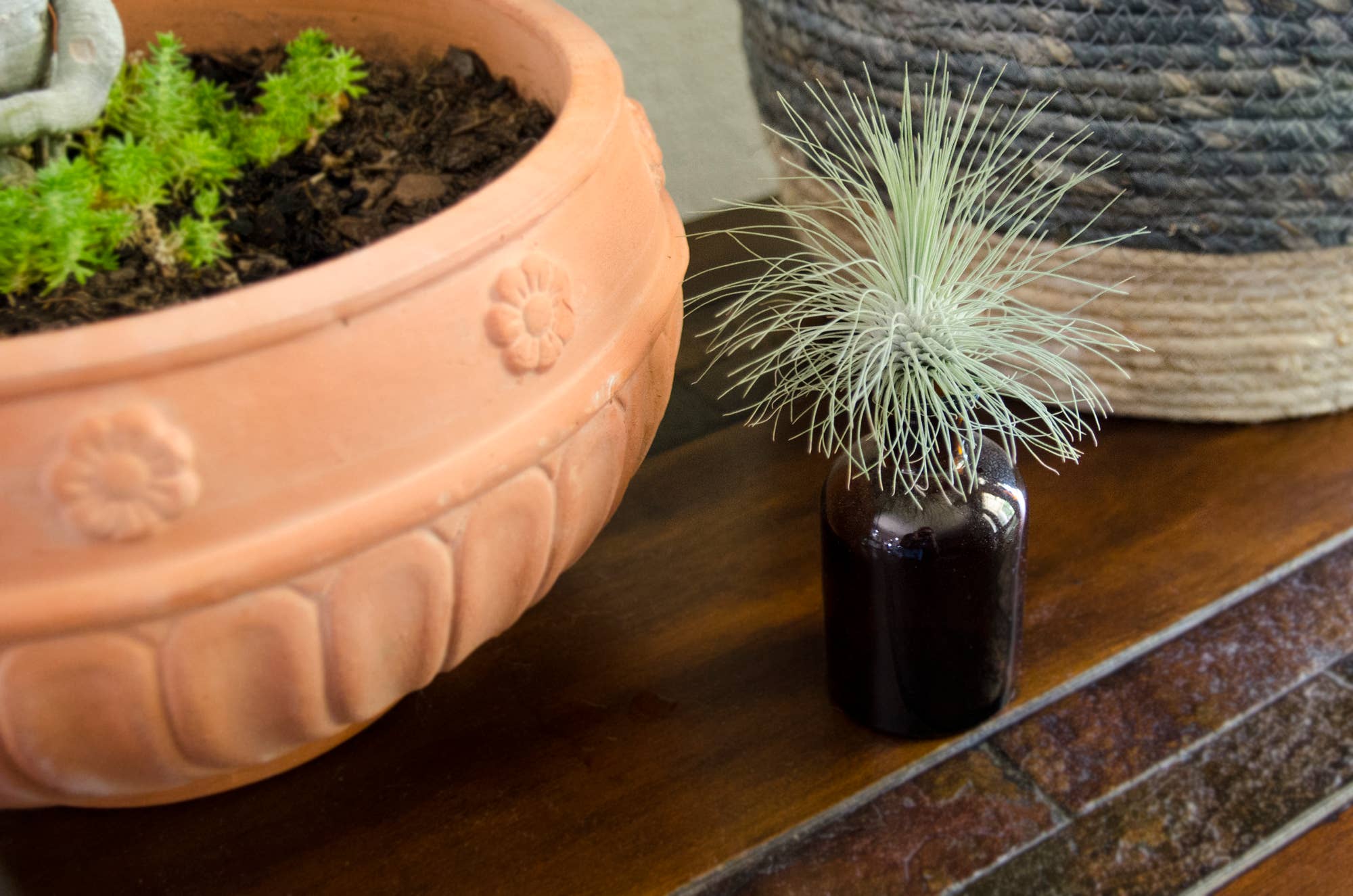 The Artizan Way - Vente Plante - Tillandsia Fuchsii Var. Gracilis6