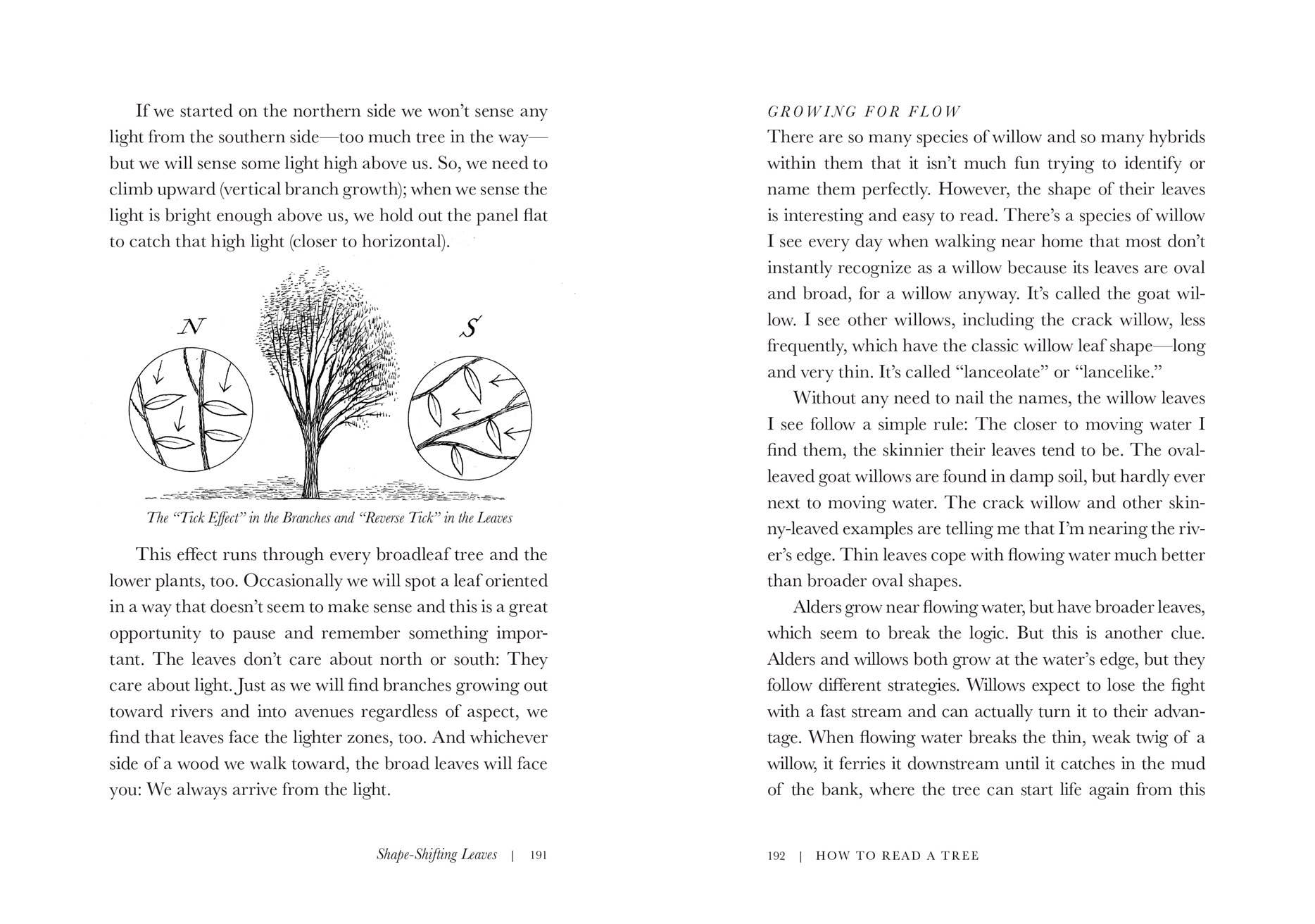W. W. Norton - Wholesale Nature & Outdoors - How to Read a Tree: Clues and Patterns from Bark to Leaves1