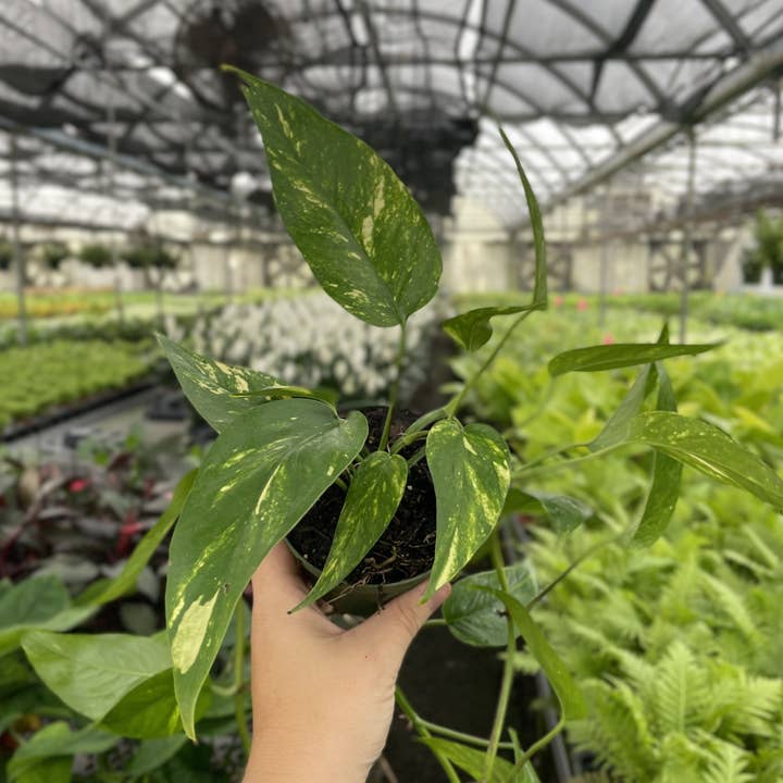 Thorsen's Greenhouse - Wholesale Live Plant - Epipremnum Pinnatum Neon - 4" Live Plant8