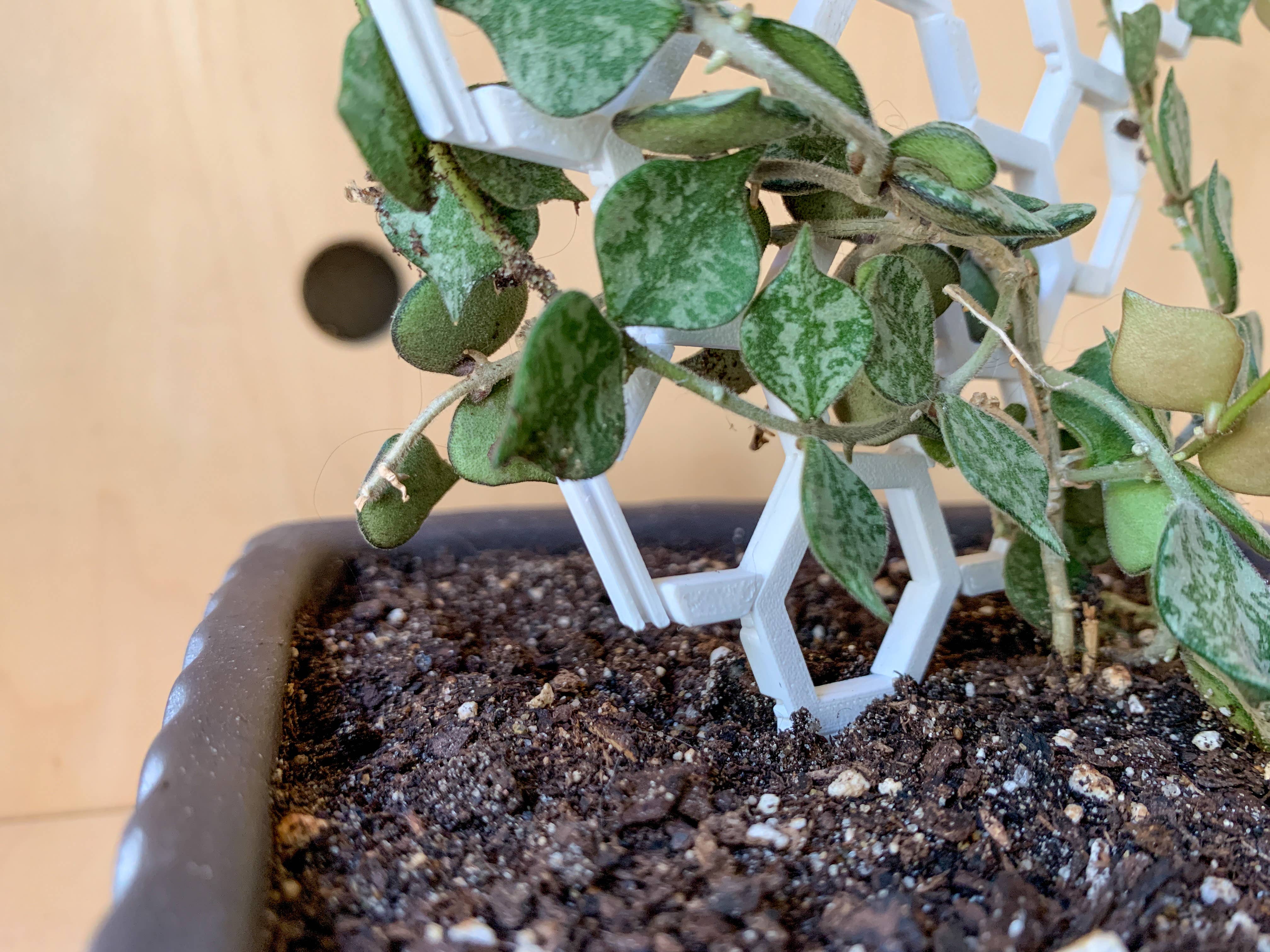 Steel Silk LLC - Wholesale Trellis - 3D Printed Modular Hexagon Indoor Plant Trellis - White8