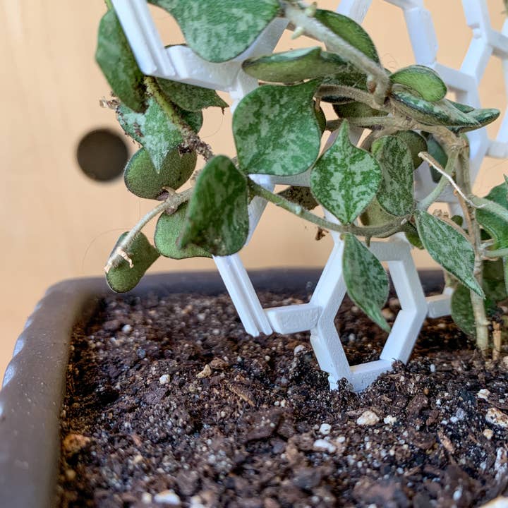 Steel Silk LLC - Wholesale Trellis - 3D Printed Modular Hexagon Indoor Plant Trellis - White8