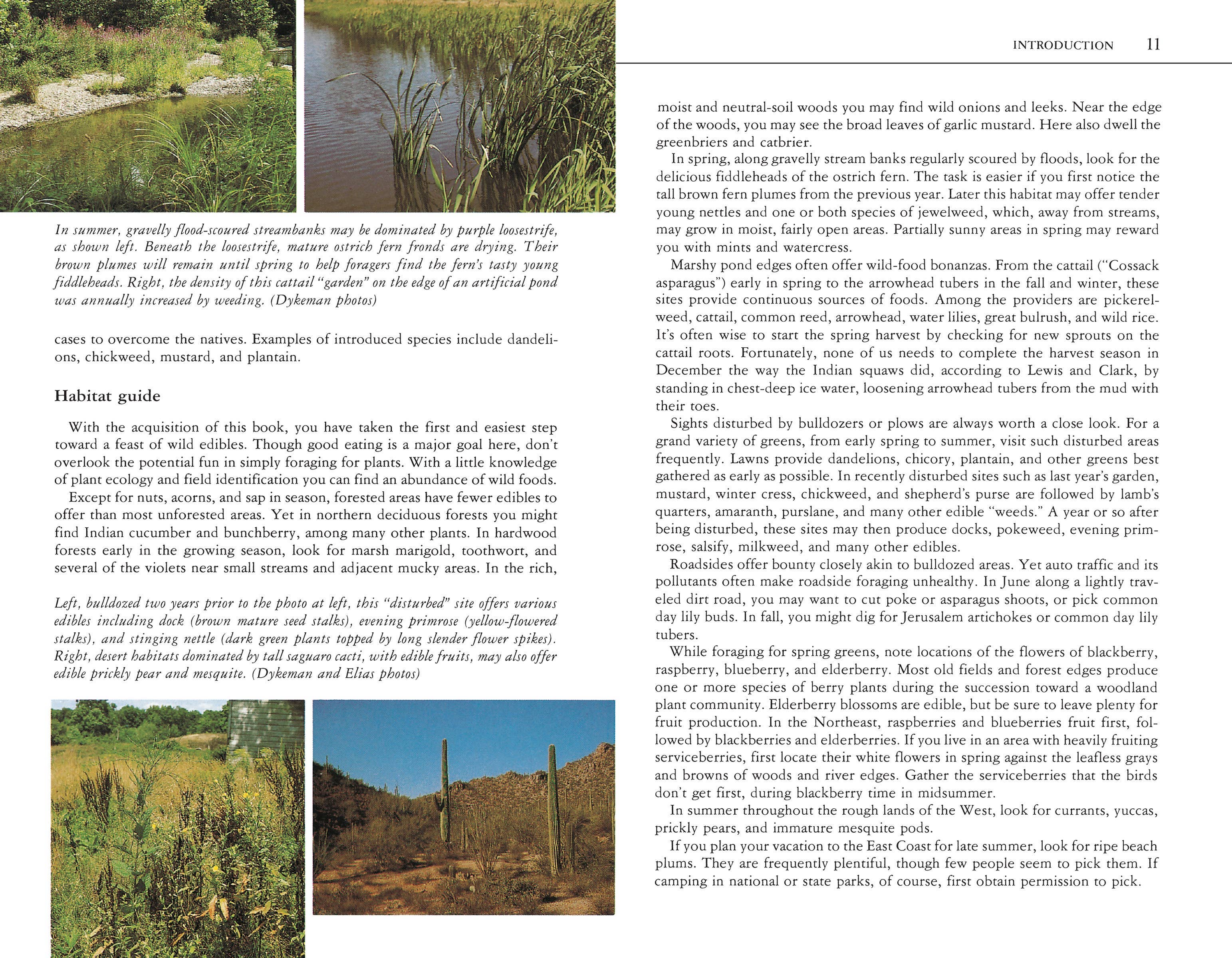 Hachette Book Group - Wholesale Nature & Outdoors - Edible Wild Plants: A North American Field Guide4