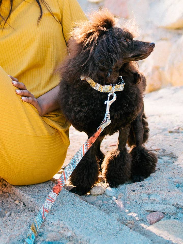 Collar for dogs Textura Sacaleta for wholesale by Brottdog