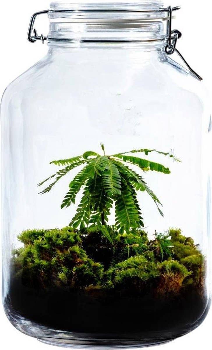 Growing Concepts - Wholesale Terrarium - Gaia Biophytum - Terrarium - 30cm0