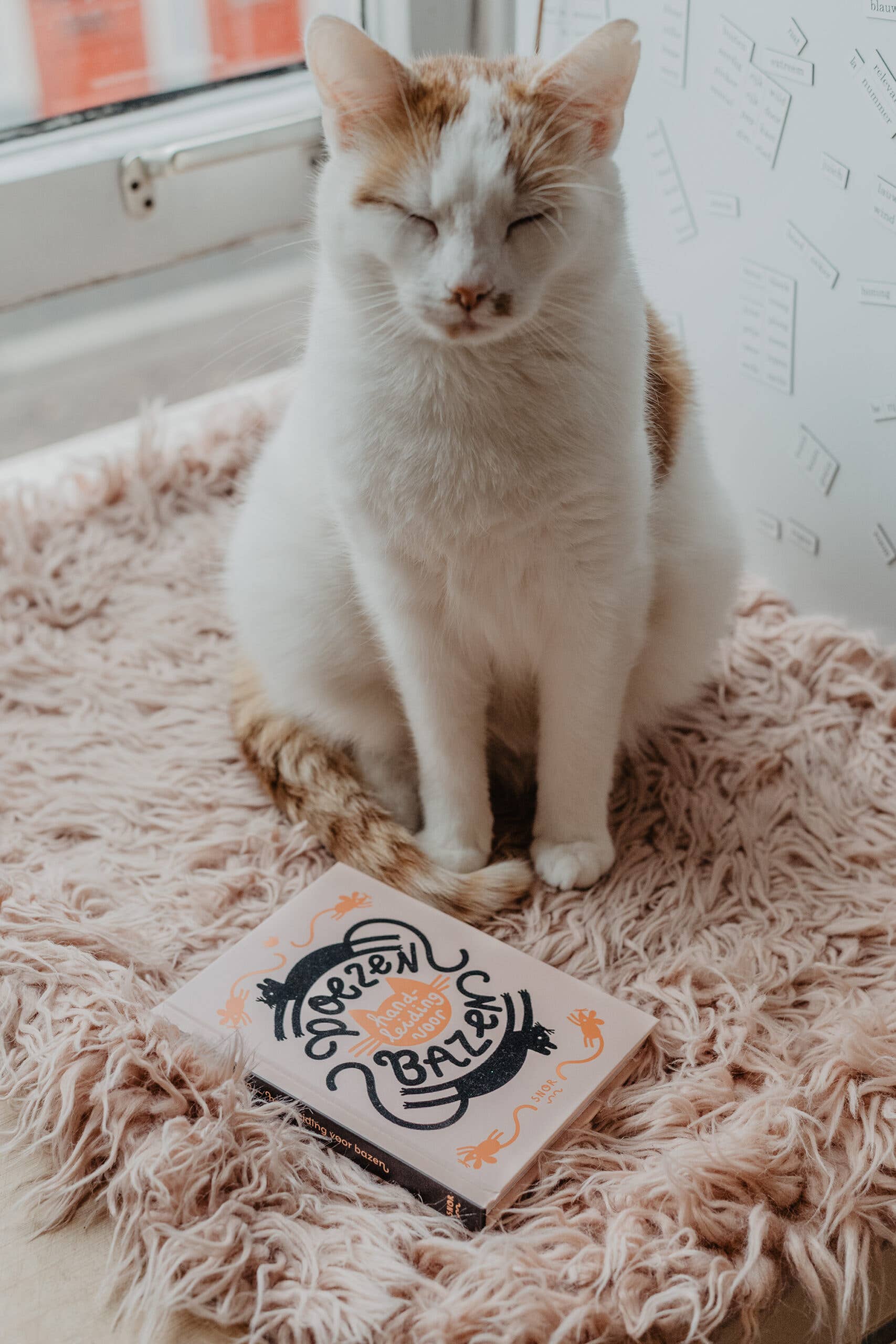 Uitgeverij Snor - Wholesale Pet  Book - Cats2