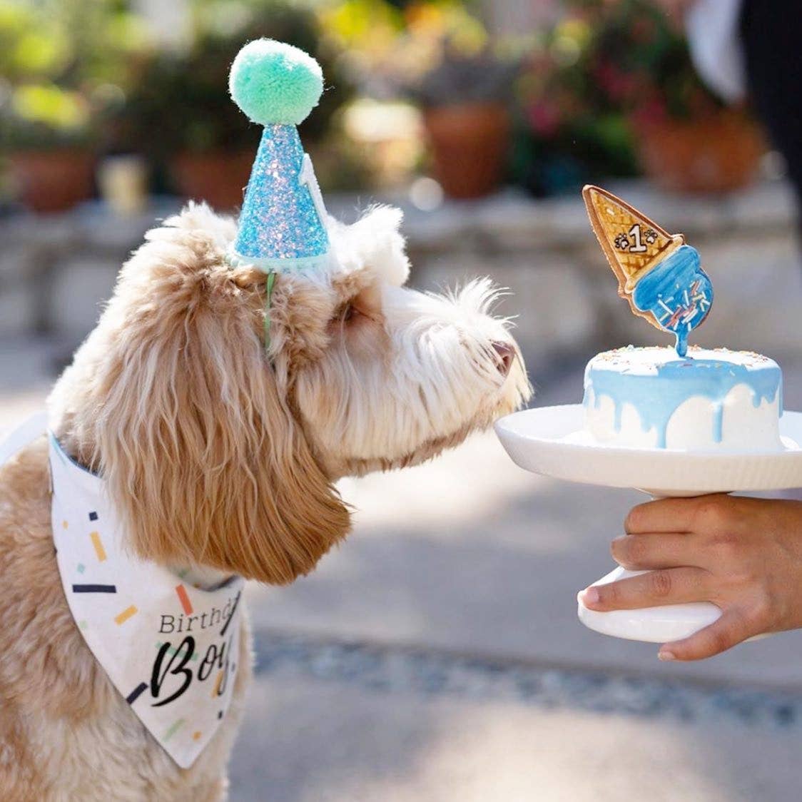 Little Blue Olive – wholesale Pet hat – Dog – FUN PARTY HATS!! - Large 6