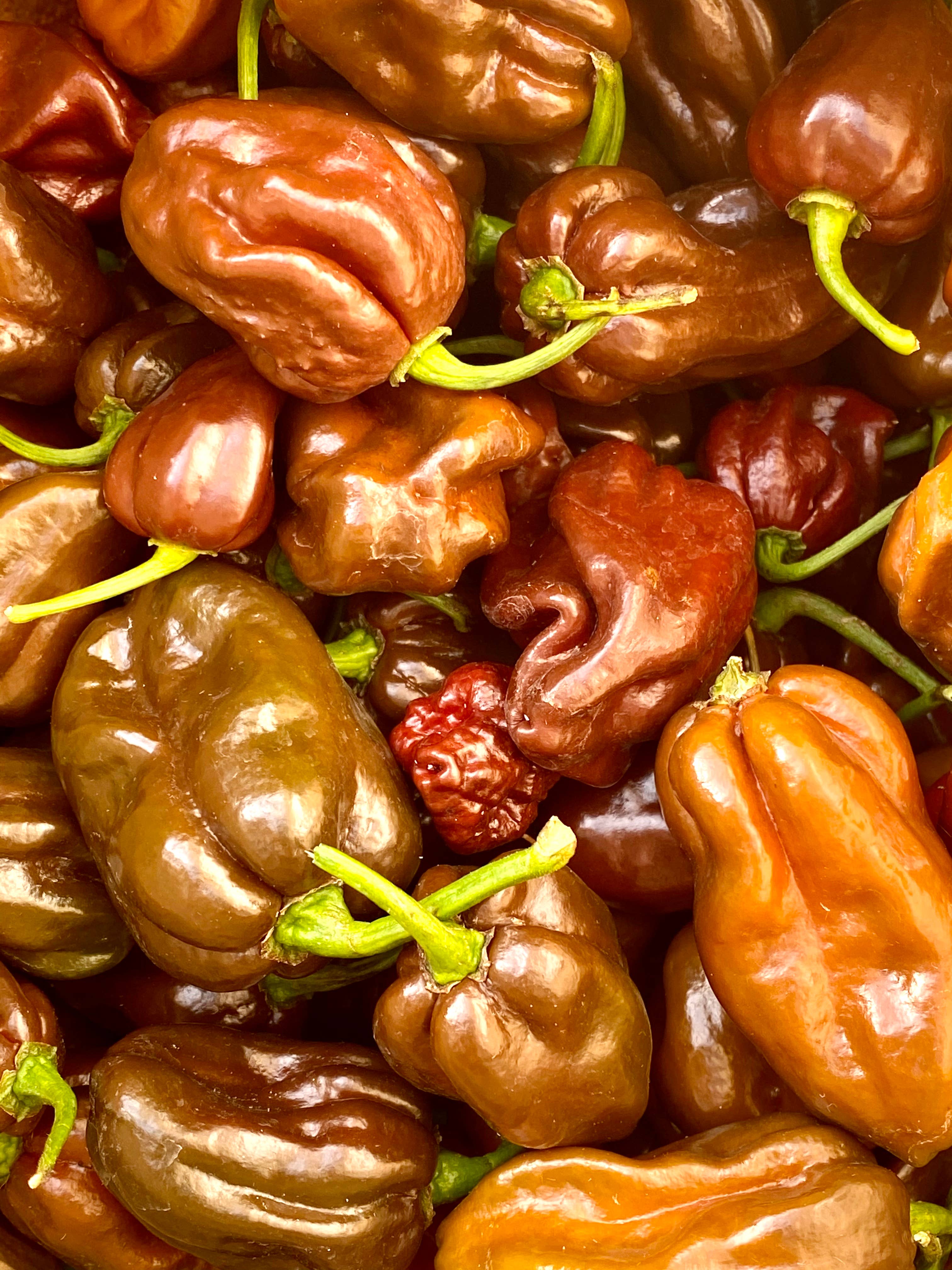 Weymouth 51 Hot Sauces – wholesale Hot sauce – Luxury Christmas Pudding hot chilli sauce 220ml4