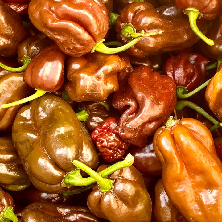 Weymouth 51 Hot Sauces ā wholesale Hot sauce ā Luxury Christmas Pudding hot chilli sauce 220ml4