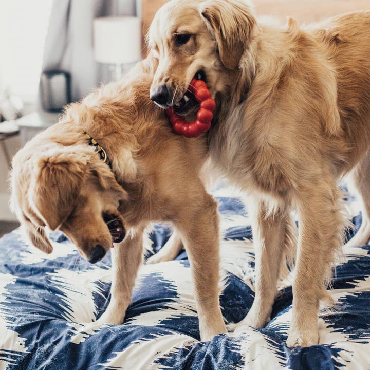 Pet Palette Distribution - Wholesale Pet Chew Toy - Dog - KONG® Ring Dog Chew Toy Medium/Large