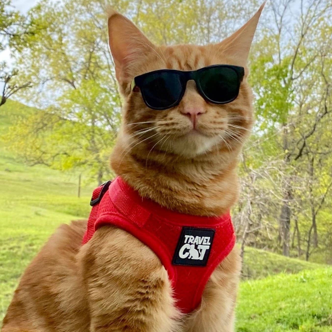 Travel Cat Wholesale – wholesale Pet harness – Cat – "The True Adventurer" Reflective Cat & Kitten Harness21