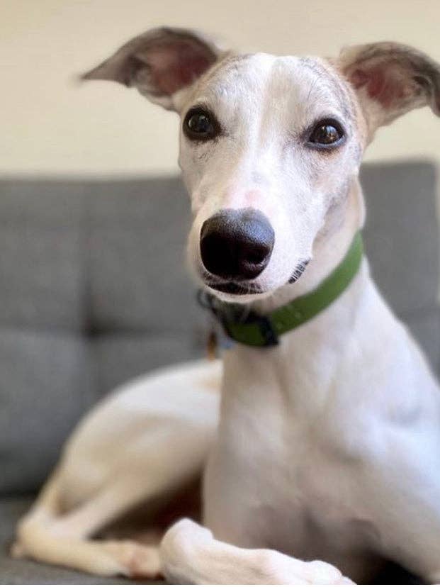 The Lucky Green Biothane Dog Collar for wholesale by Lucky Me Co