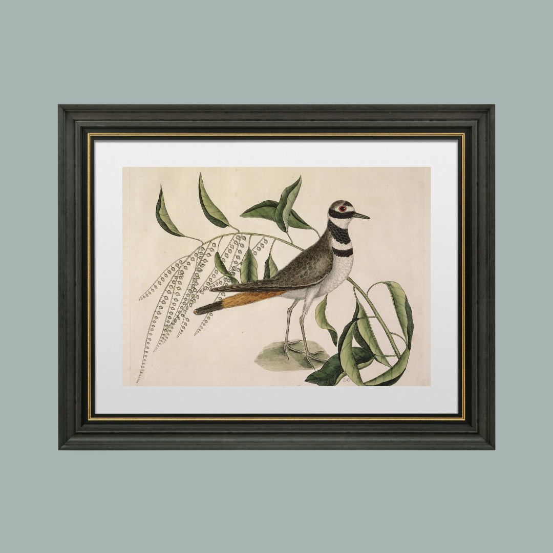 Sea to Skye - Wholesale Art Print - Plover Bird Antique Art Print4