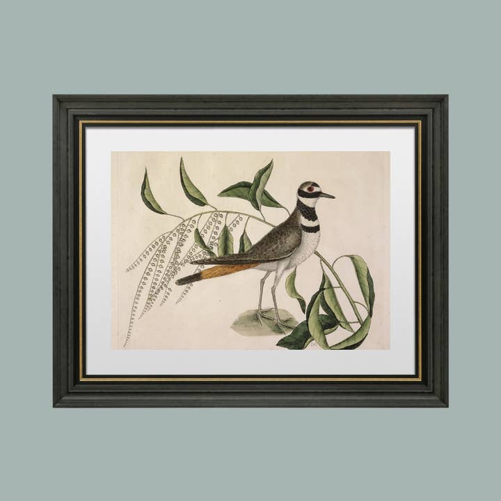 Sea to Skye - Wholesale Art Print - Plover Bird Antique Art Print4