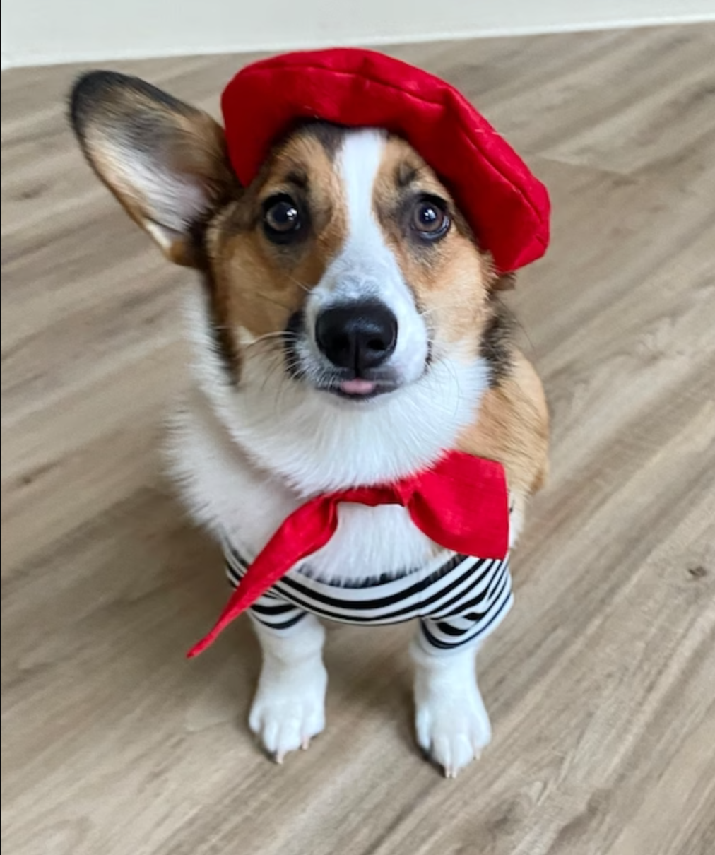 Icecreamtree Studio - Vente Déguisement – chat et chien - Ensemble look français avec foulard rouge et haut rayé noir et blanc pour chien et chat9