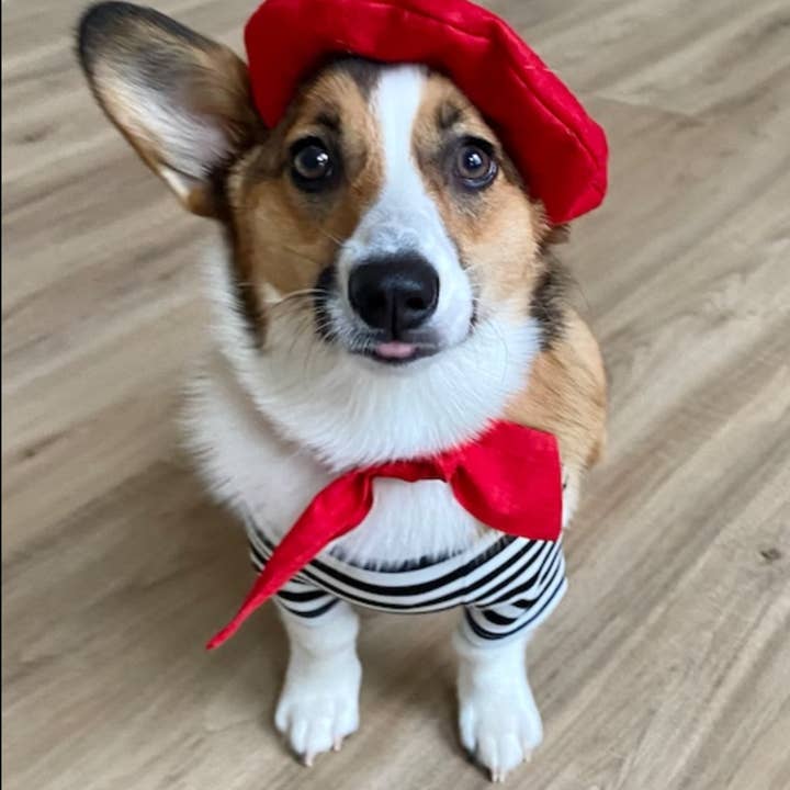 Icecreamtree Studio - Vente Déguisement – chat et chien - Ensemble look français avec foulard rouge et haut rayé noir et blanc pour chien et chat9