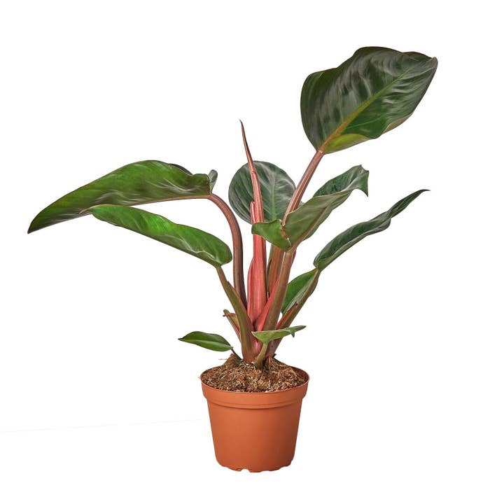 Philodendron 'Congo Rojo' Lebende Pflanze für den Großhandel von House Plant Wholesale WEST