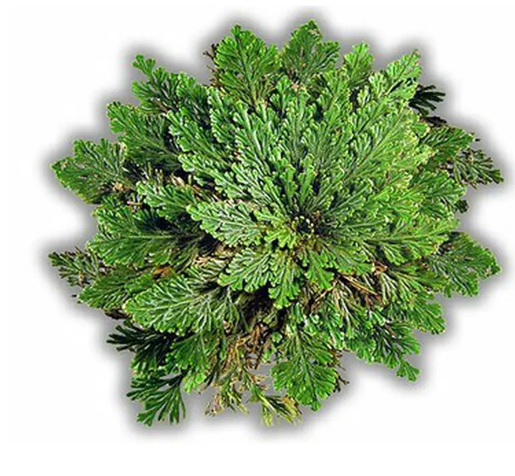 Jolis Baumes - Vente Plante - Rose de Jéricho – Plante de Renaissance et de Résilience1