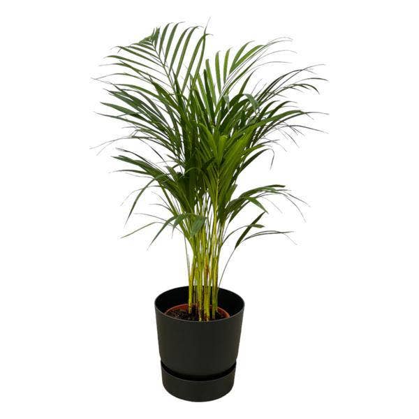 Oasis of Life – Großhandel Pflanzen – Areca Palme – Betelpalme – ca. 85cm Höhe – Zimmerpflanze luftreinigend – inkl. Schwarzem Blumentopf Ø24xH23 – Pflegeleicht & dekorativ für Wohnzimmer, Büro & Innenräume – Pflanztopfgröße Ø19cm0