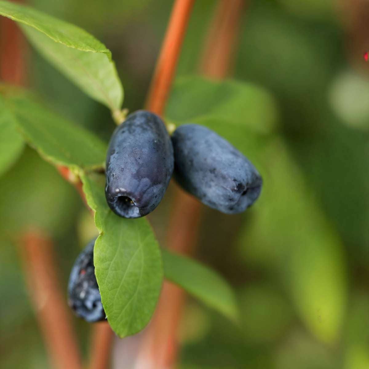 Oasis of Life – Engroshandel Ægte plante – Gedeblad – 3 planter – Lonicera Kamtschatica – Honningbærbusk med spiselige frugter – Sød & vitaminrig – Selvbestøvende – Til have & terrasse – Højde 25–40 cm – Ø9 cm4