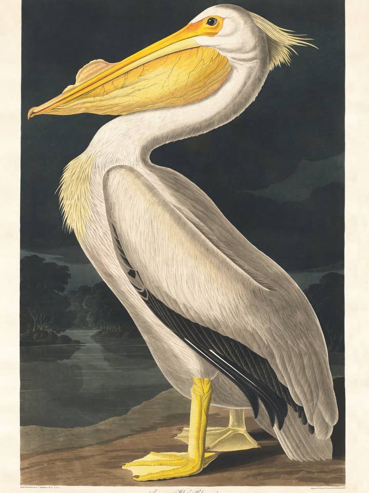 Pelicano branco americano por atacado de Animato