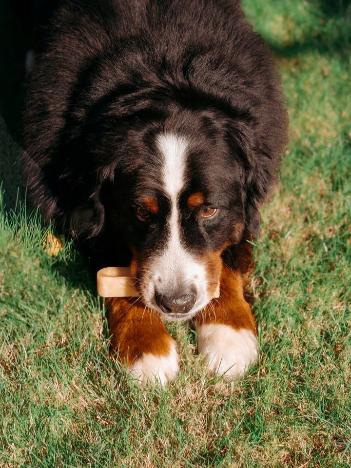 Yakka's M churpi kaasbot met pure Pindakaas Hondensnack voor wholesale door Yakka's